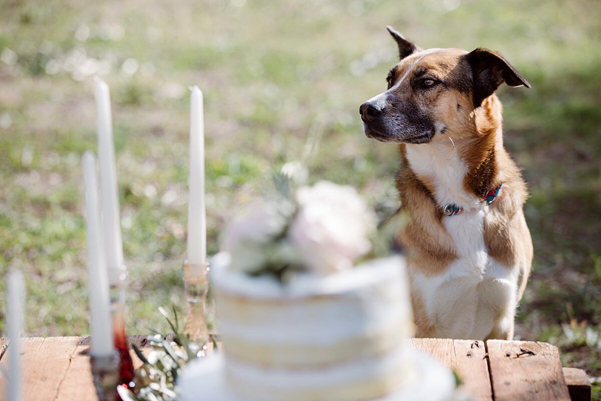 DBB Italian Couture Events De Bernardini Bravo Wedding Planners Italy_Puglia Vicenza Verona Alberobello London